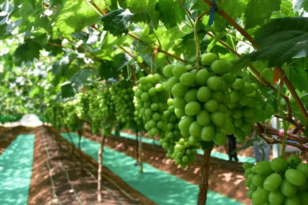 葡萄中的爱马仕阳光玫瑰,不愧是葡萄中的爱马仕