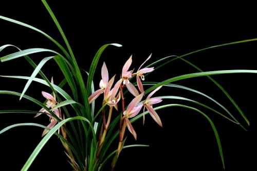 泰戈尔的飞鸟集短诗与插图摘抄,泰戈尔飞鸟集十大经典