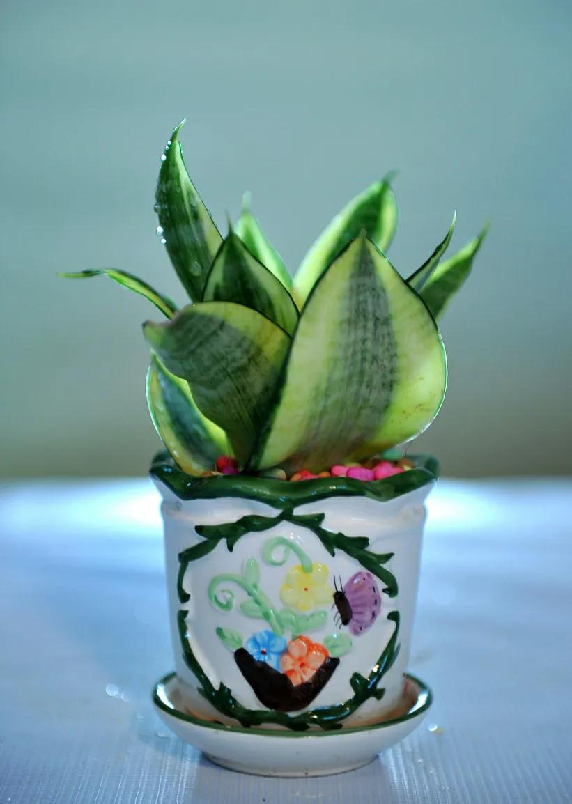 住楼房怎么露养多肉,室内阳台养多肉的方法