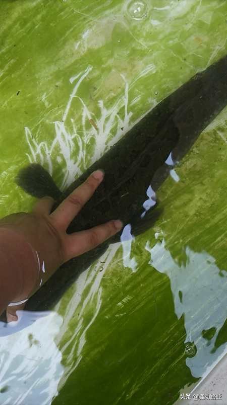 雷蛙到黑鱼附近黑鱼就吓跑了,路亚钓黑鱼怎么用雷蛙逗黑鱼