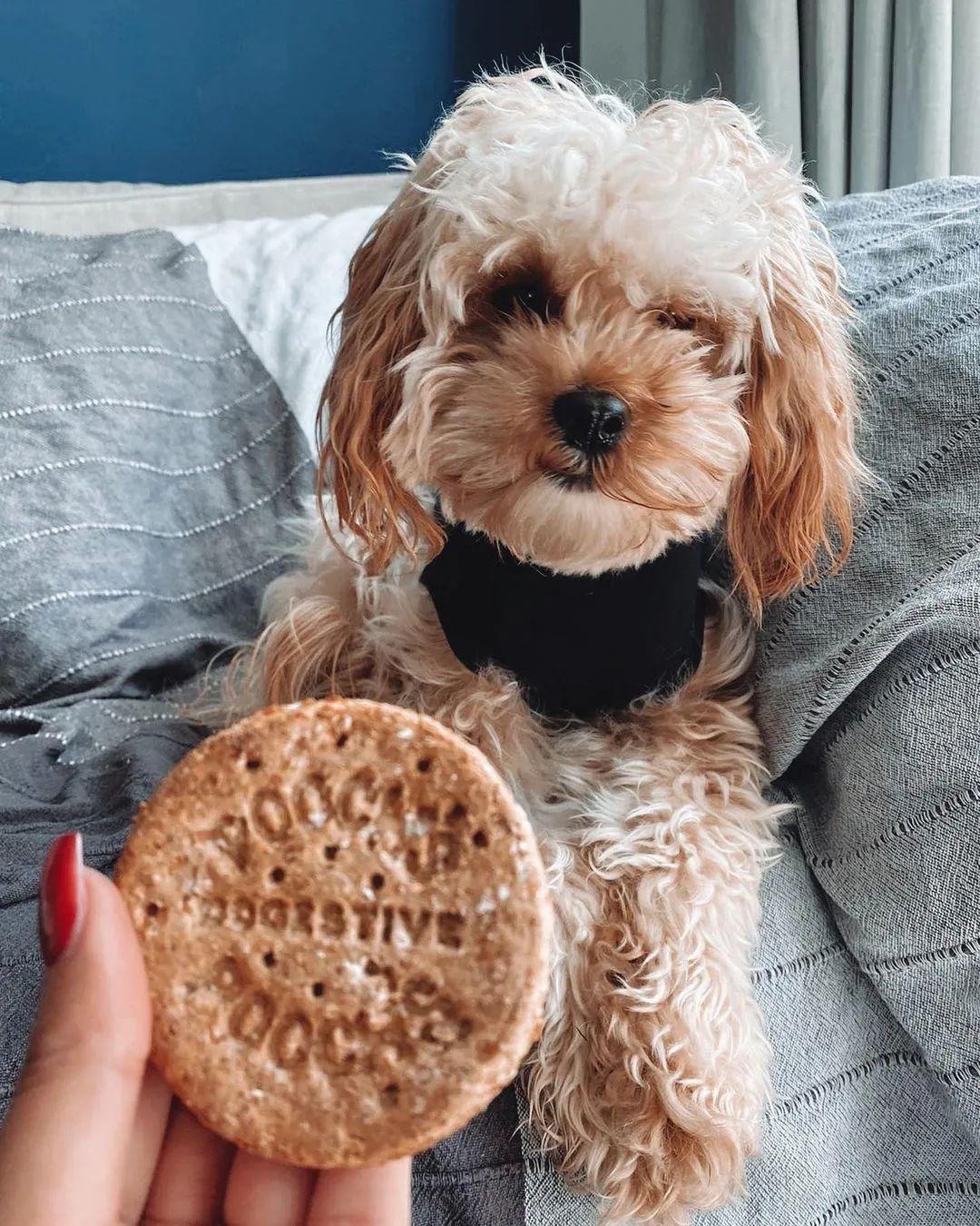 狗狗不好好吃饭怎么办？原因分析+成功秘诀！这么做让它乖乖吃饭