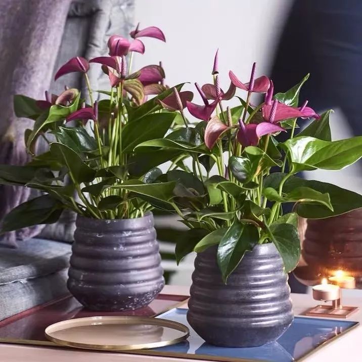 什么花喜庆又好养又好看,家养最旺财的十种花推荐