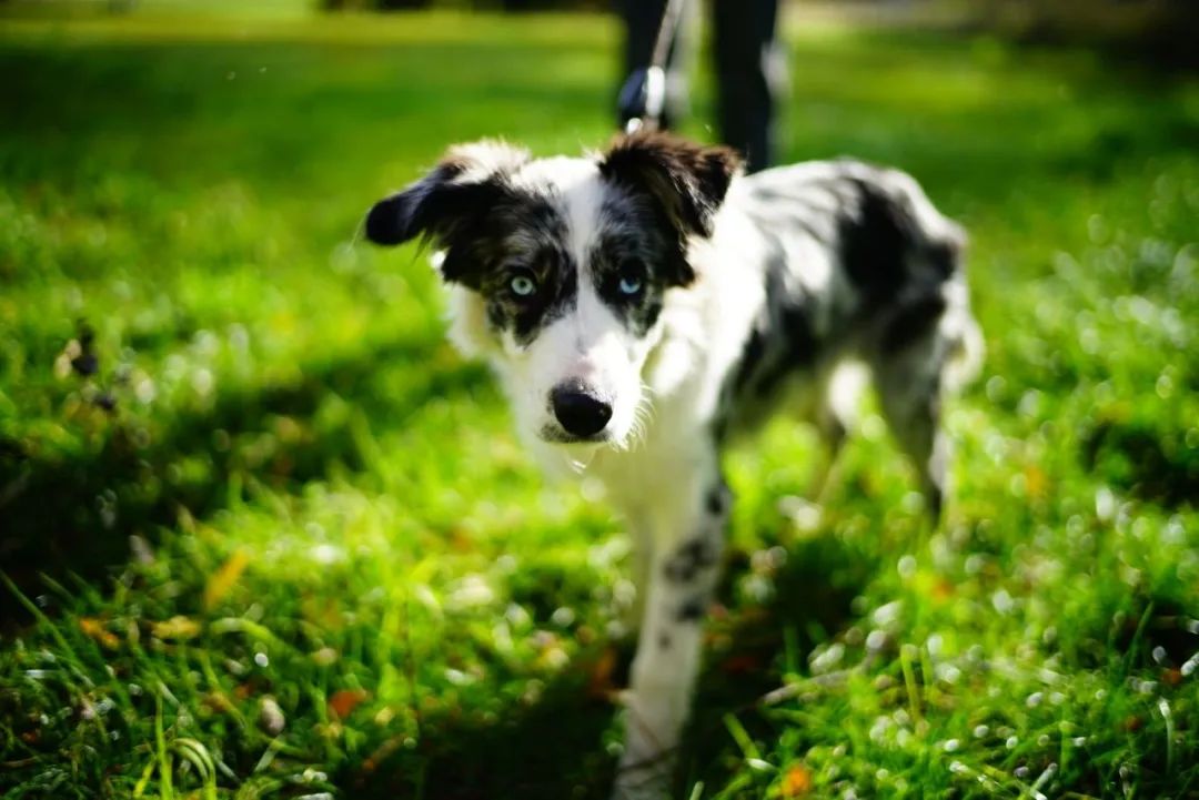 为什么这么多人捧华为,为什么这么多人养异宠