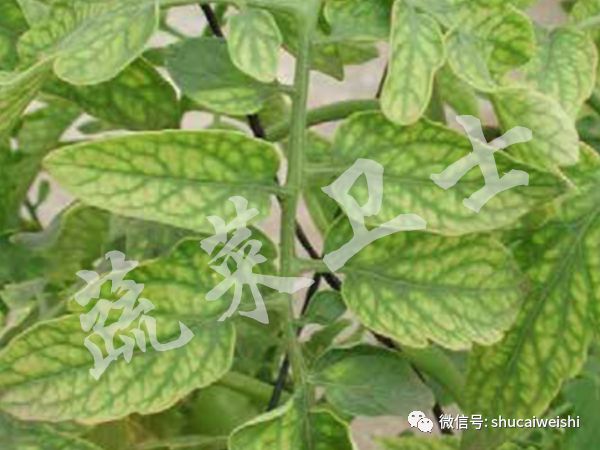 番茄黄头病的治疗方法,番茄黄头最好的治疗方法