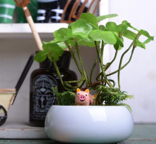 三叶草里的幸运草,三叶草也叫紫茎泽兰吗