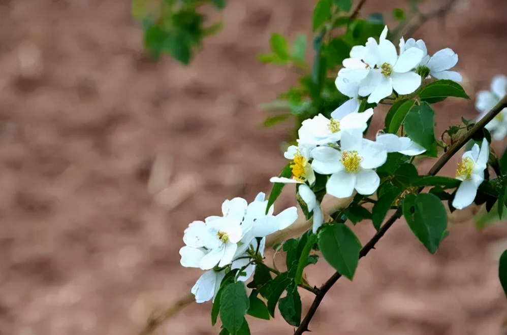 花开荼蘼散文,花开荼蘼爱未央散文