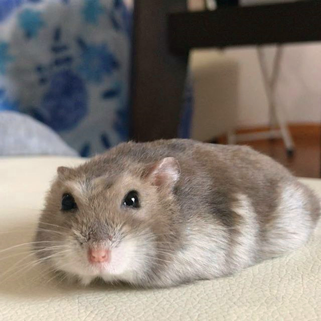 仓鼠能感受到主人对他的照顾吗,仓鼠希望被主人爱的几个行为