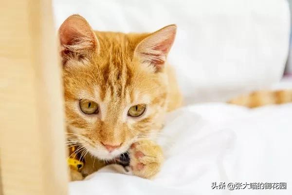 猫咪有很多口臭是什么原因,猫咪口臭是什么原因导致的