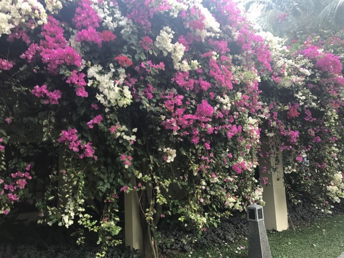 三亚的风景特别的美,感受一下三亚的气息和美景