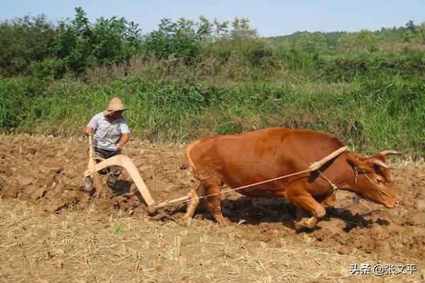 东方红铁牛55型拖拉机,为什么叫铁牛