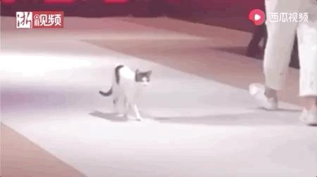 去土耳其当猫好吗,在土耳其做一只幸福的猫