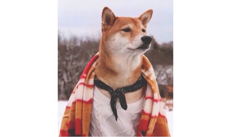 魃魈魁鬾魑魅魍魉怎么读,魃魈魁鬾魑魅魍魉怎么发音