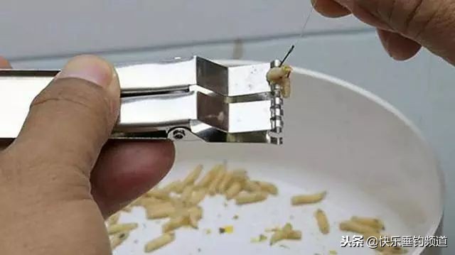 冬季蛆饵钓鱼怎么样,蛆饵钓鱼