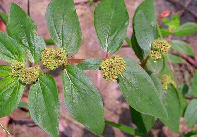 飞扬草的种类,飞扬草也叫什么名字