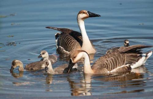大雁的养殖前景浅谈,大雁养殖利润与前景