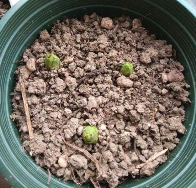 百合花开完花后怎么处理要施肥吗,百合花开完后怎么处理视频