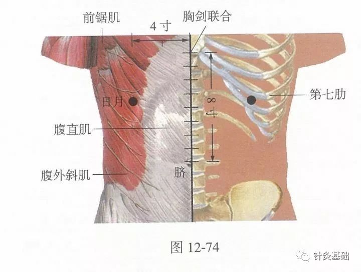 脏腑的募穴的作用是什么,募穴是离脏腑最近的穴位