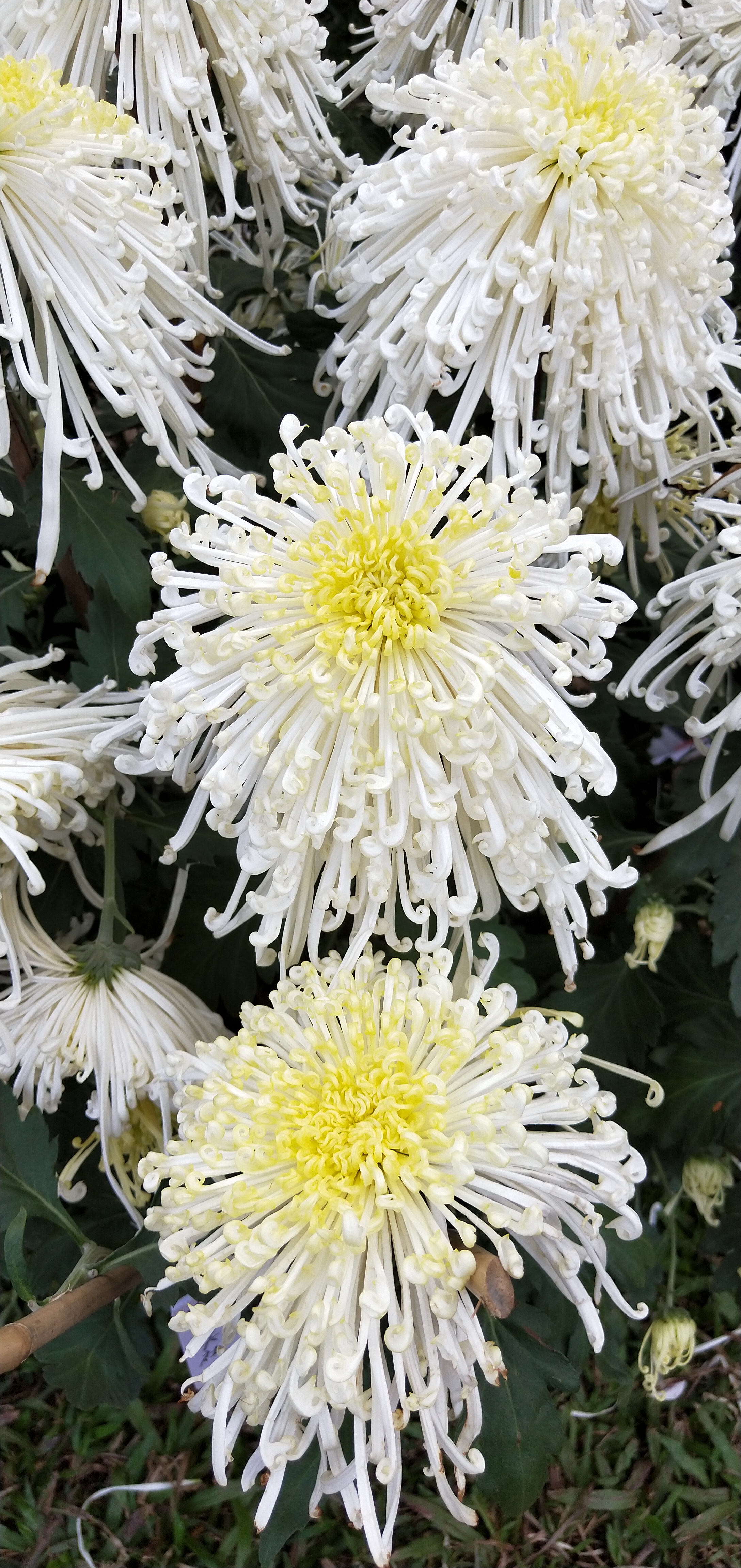 东湖公园菊花花展时间2021,深圳东湖荷节花展