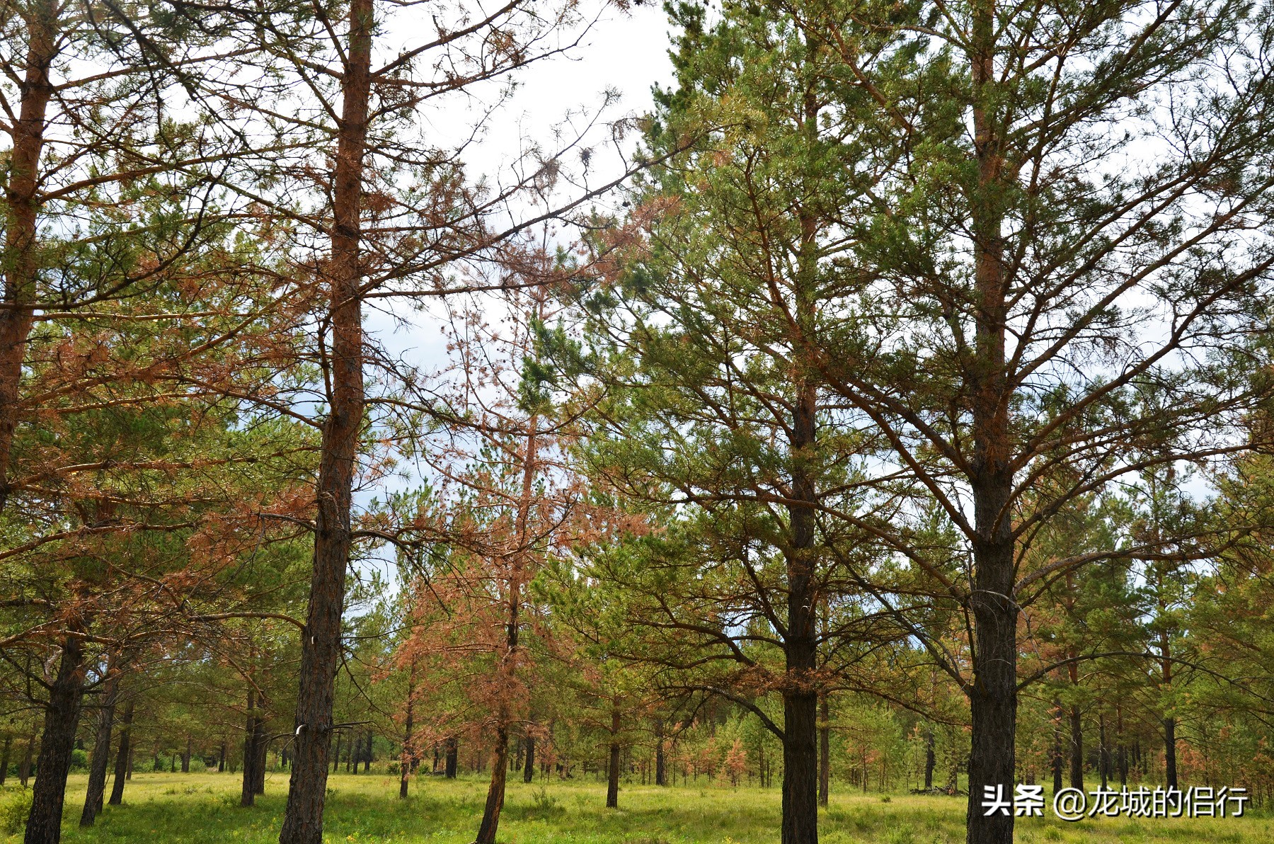 金帐汗国有哪些蒙古部落,正蓝旗金帐镇大营