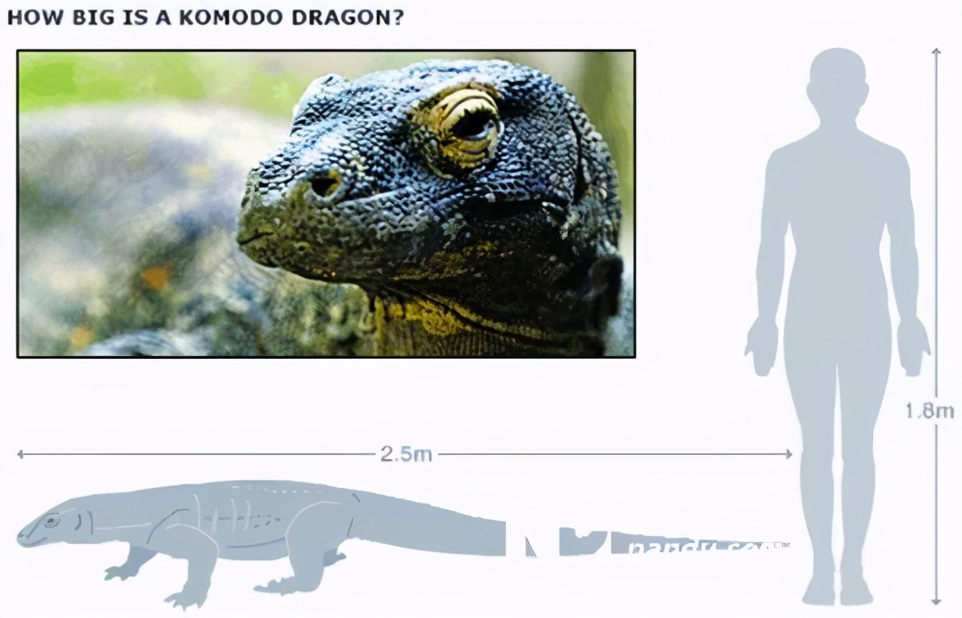 一个成年人被科莫多巨蜥咬了一口，现在的医学水平能救吗？