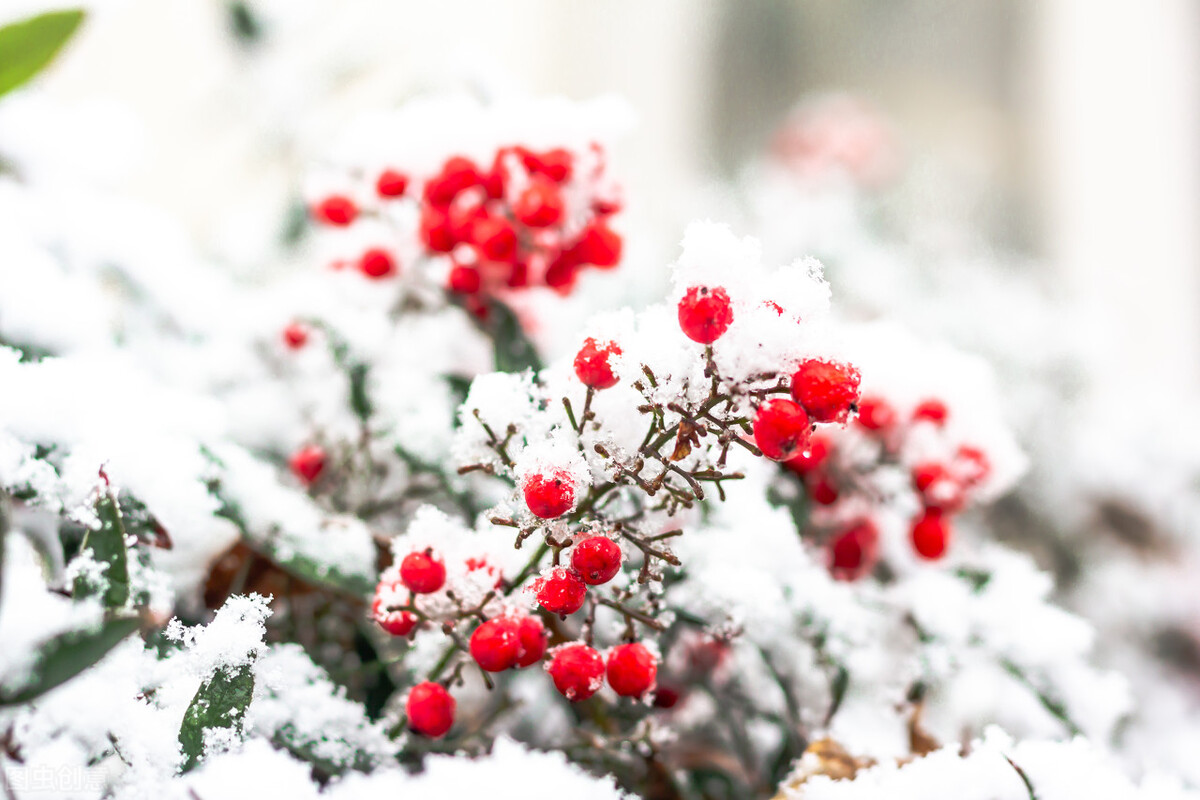 盆栽观果植物有哪些,观果植物具备哪些特征
