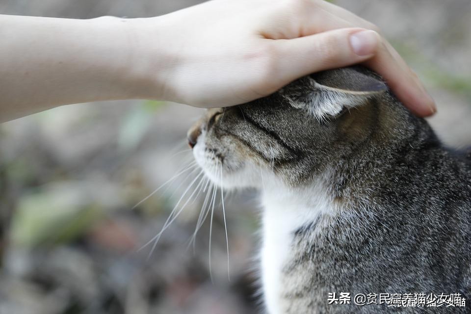 为什么有的小猫咪吃很多也不长肉？也许你该给它驱虫了