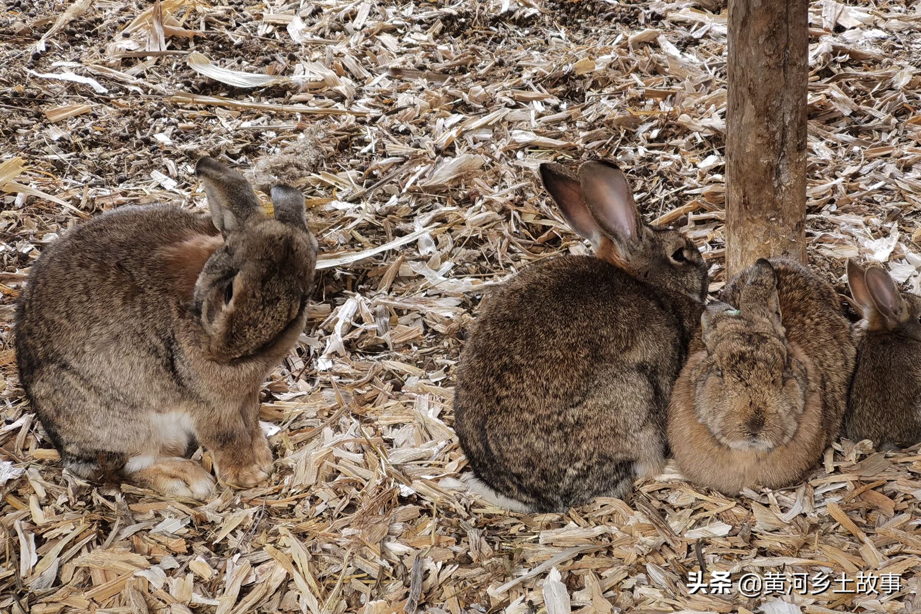 打工不如自己干,山西农民娃在野地养“野兔”,年赚10万元