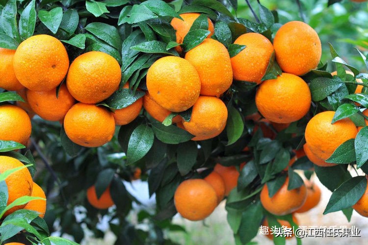 沃柑和皇帝柑有什么区别,皇帝柑和沃柑哪个好吃