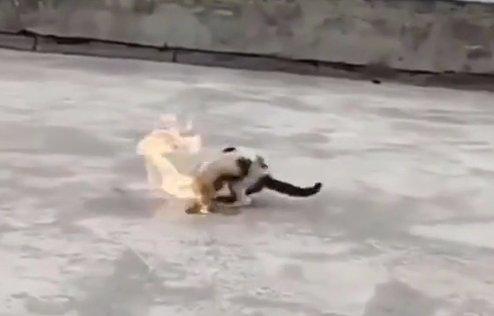 大学生虐猫事件发生在什么时候,19岁少年虐猫事件