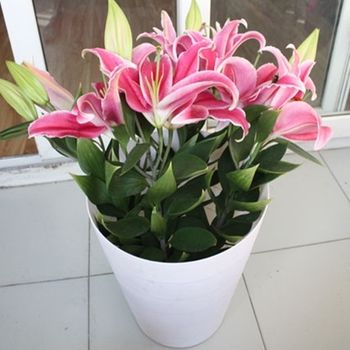 百合花盆栽下边的叶子发黄,百合花叶子发黄快速补救方法