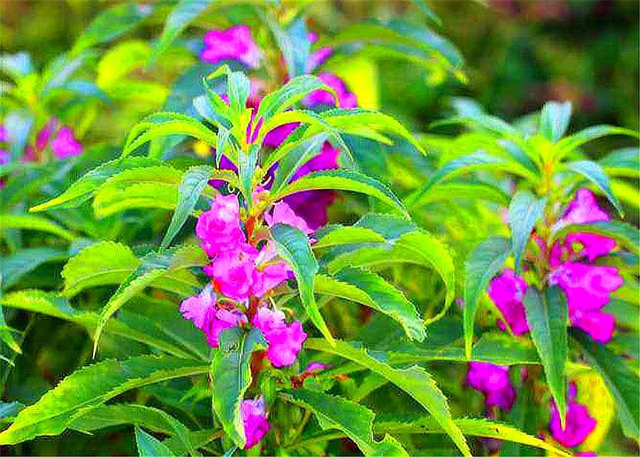 凤仙花植物养护小妙招讲解视频,凤仙花养护方法