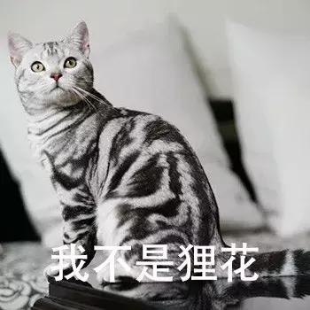 新手养猫养美短还是英短好,养猫手册如何养好一只英短蓝猫