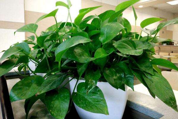 绿萝叶子发干快速补救方法,绿萝干叶的原因和解决方法