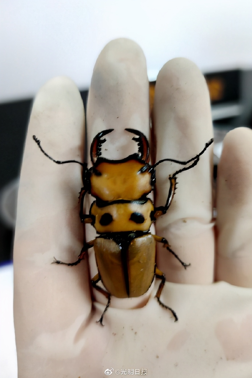 海关发现13只活体甲虫,海关检查发现活体甲虫