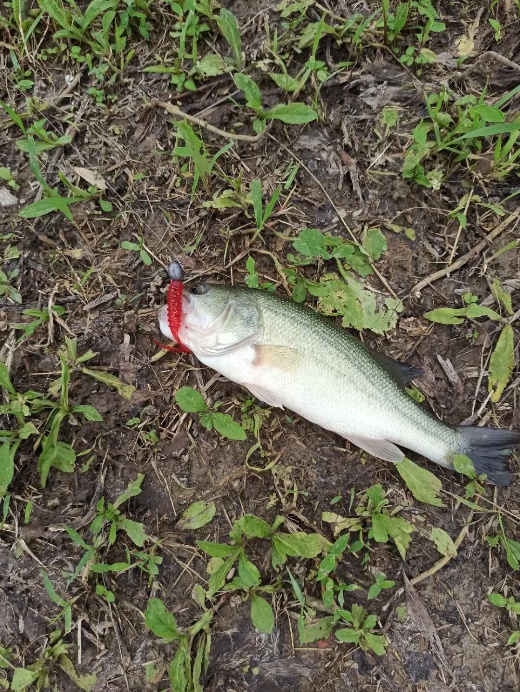 路亚入门装备推荐品牌,淡水路亚入门装备