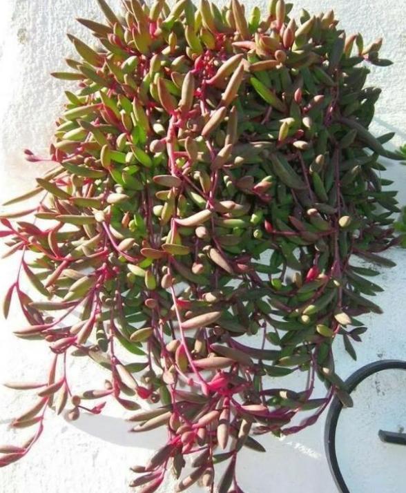 多肉养成垂吊,好养的垂吊多肉