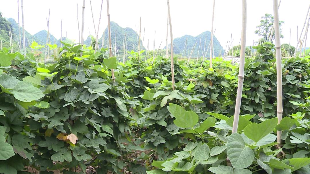 【阳朔人阳朔事】村里的“大个子”书记，乡亲们的好“亲戚”