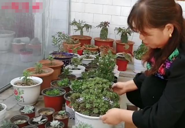 多肉长不大怎么修剪,多肉小苗移盆怎么配土