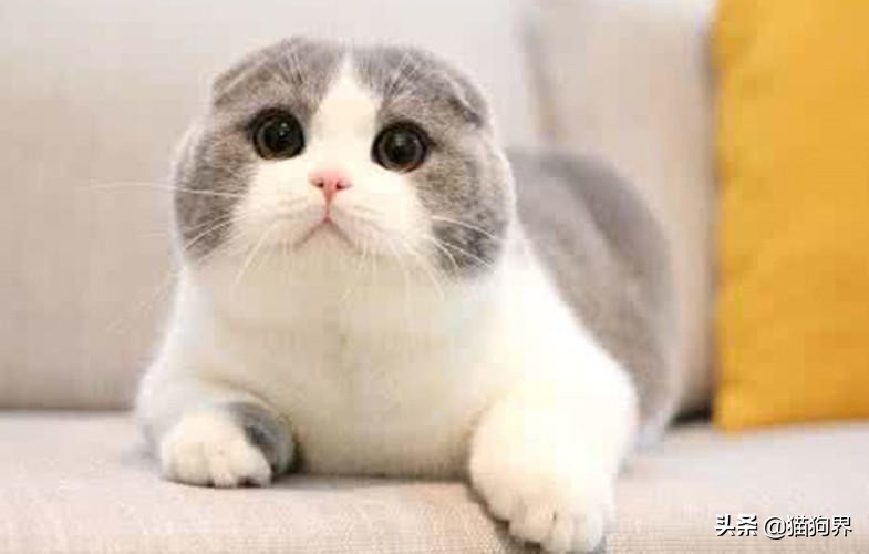 想要领养小猫怎么办,想要领养一个女孩要有什么要求