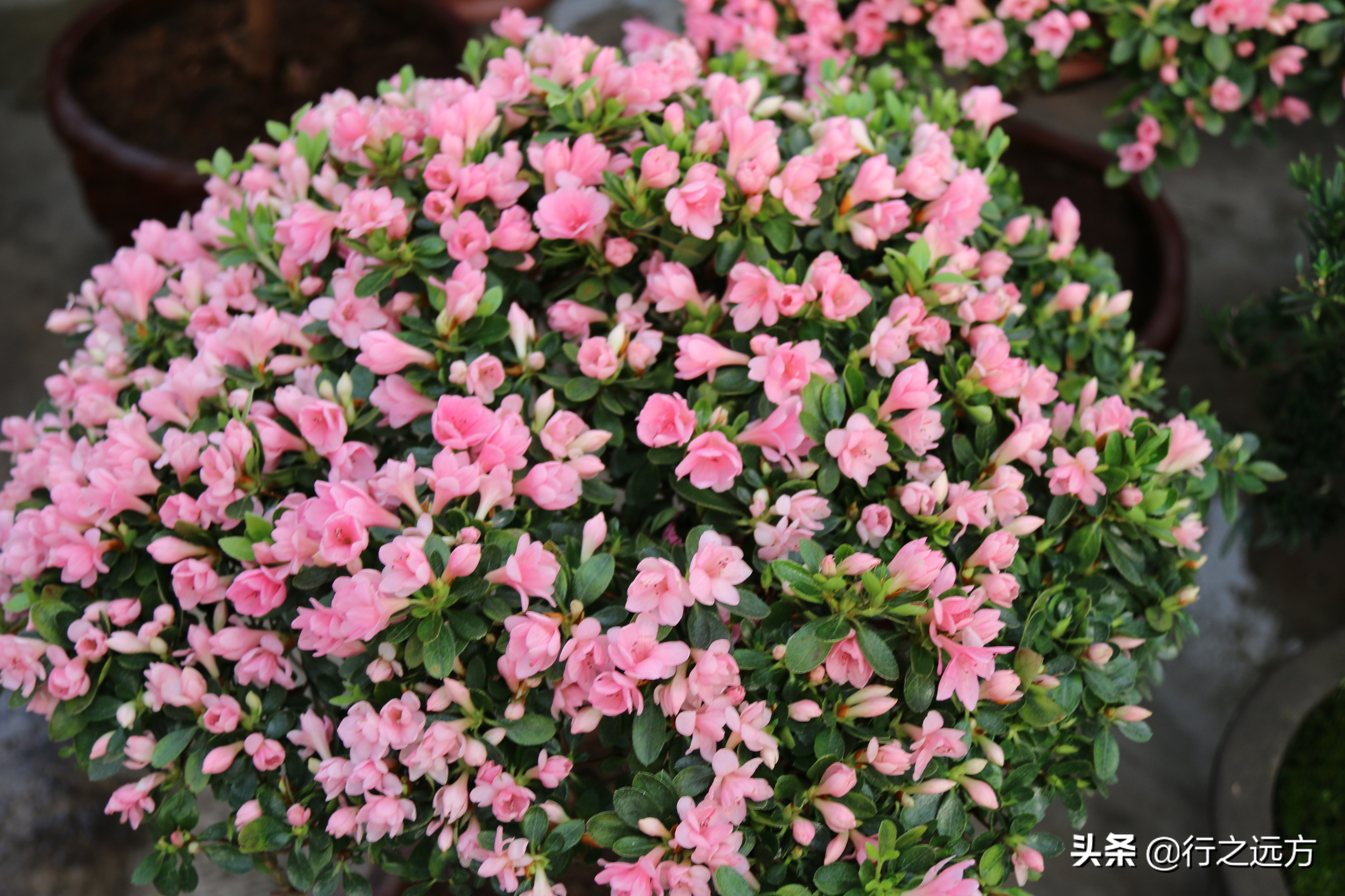 廊坊九天休闲谷人山人海,河北廊坊九天休闲谷