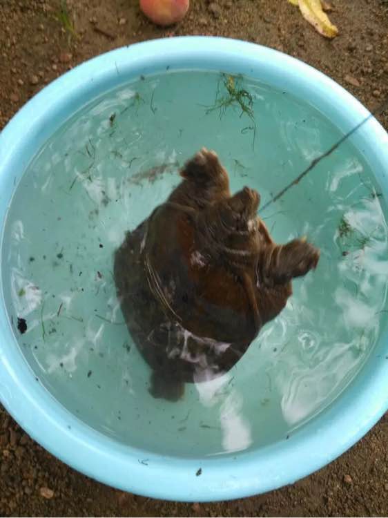 最简单最有效的钓甲鱼方法,甲鱼的正确钓法