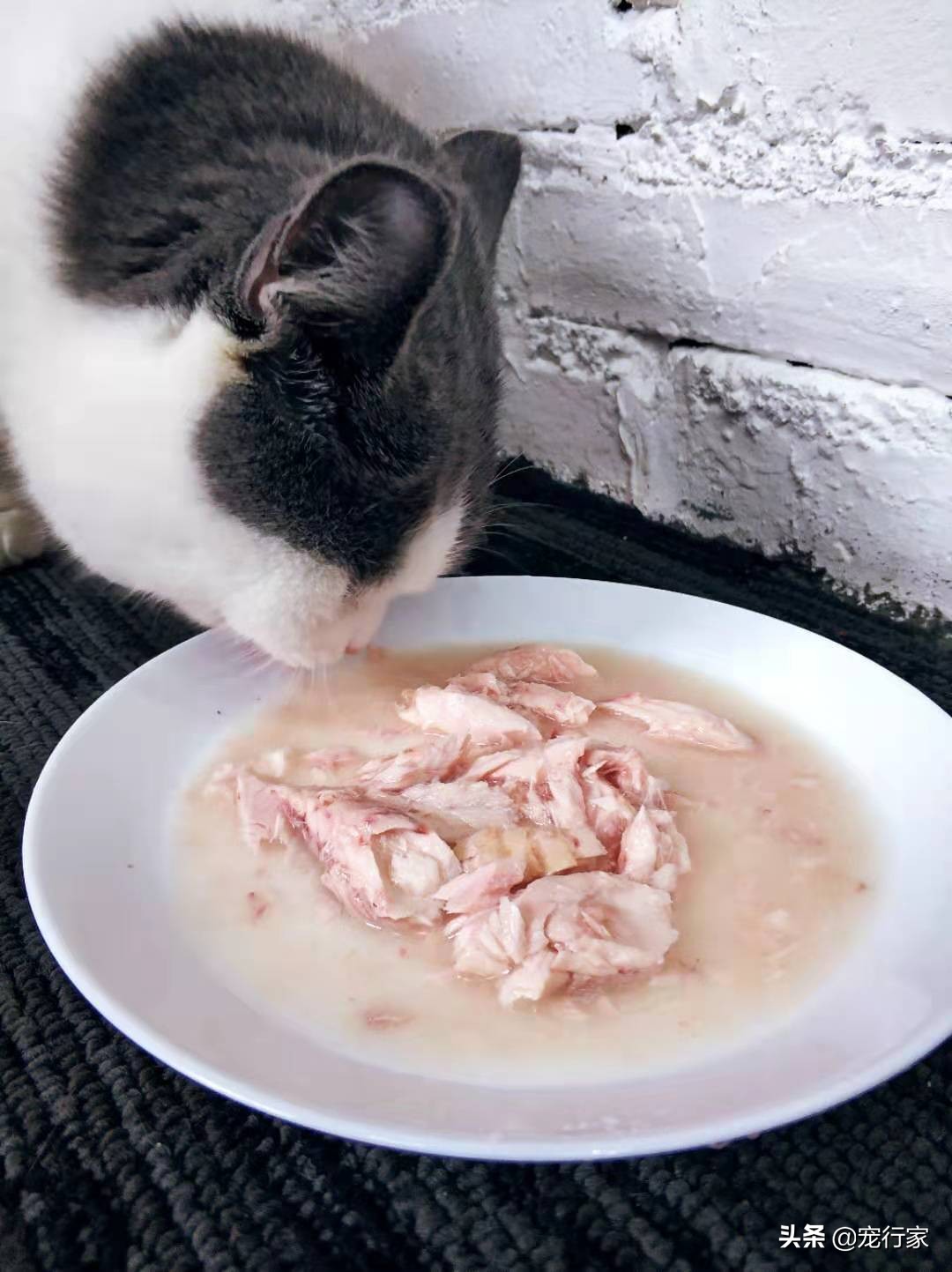 尾巴生活85系列罐头测评,推荐一款好的低脂金枪鱼罐头