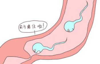 无精症中医调精子,男科无精症偏方