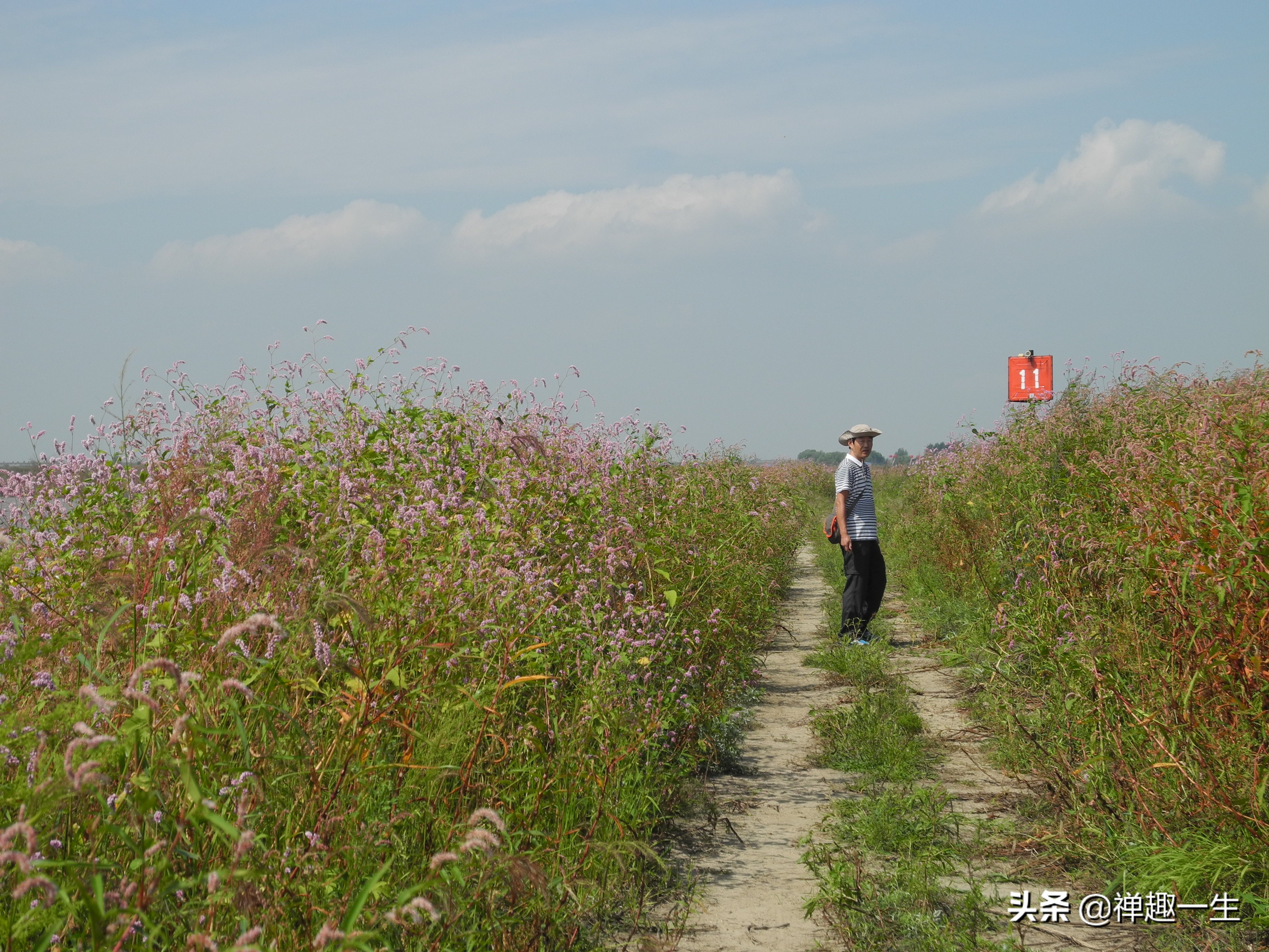 不是太阳岛!但大美湿地却都有一个像太阳般美丽的名字