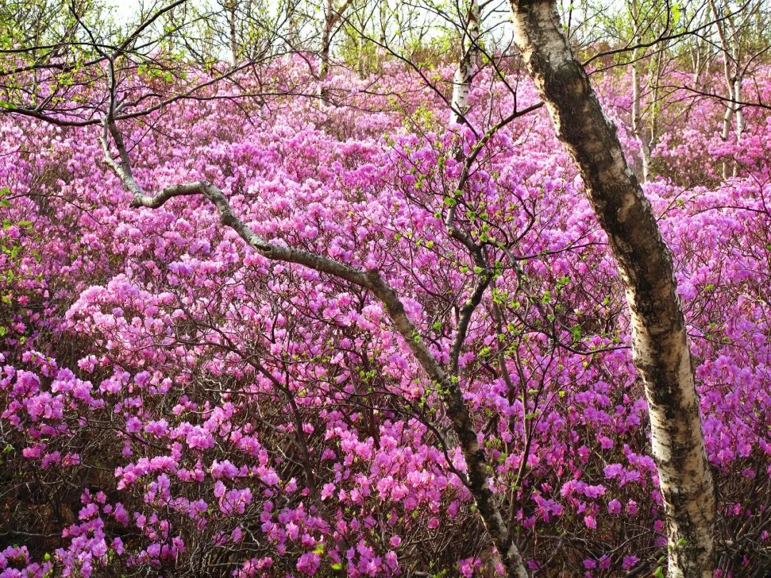 内蒙古通辽扎鲁特旗5条自驾游线路和景点攻略