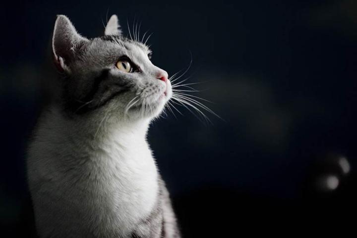 一直不太聪明的美国短毛猫,美国短毛猫的外貌相关数据