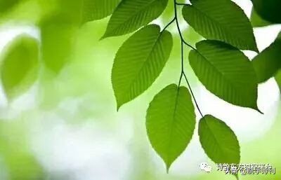 薄荷淡香原创诗歌（08060期）