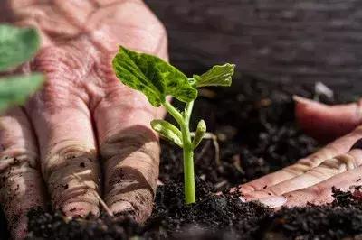 这才是有机肥最“厉害”的地方！