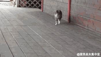 原来猫咪也会这样走路,原来猫咪平时都是踮着脚走路的
