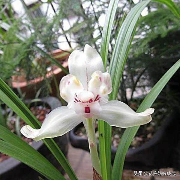 兰花叶尖发黑怎么处理最好,兰花叶尖发黑是何原因怎么处理